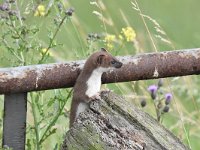 Mustela erminea 25, Hermelijn, Saxifraga-Luuk Vermeer