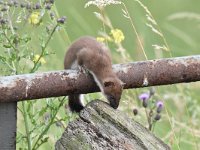 Mustela erminea 28, Hermelijn, Saxifraga-Luuk Vermeer