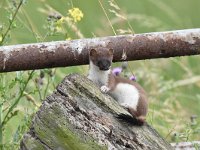 Mustela erminea 33, Hermelijn, Saxifraga-Luuk Vermeer