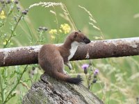 Mustela erminea 35, Hermelijn, Saxifraga-Luuk Vermeer