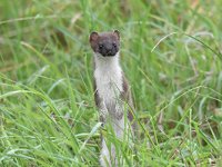 Mustela erminea 39, Hermelijn, Saxifraga-Luuk Vermeer