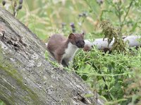 Mustela erminea 41, Hermelijn, Saxifraga-Luuk Vermeer