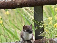 Mustela erminea 48, Hermelijn, Saxifraga-Luuk Vermeer