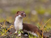 Mustela nivalis 9, Wezel, Saxifraga-Piet Munsterman