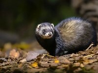 Polecat in forest at night  European polecat (Mustela putorius) in forest in natural environment in darkness at night. Netherlands. : Drenthe, Eurasian, European polecat, Netherlands, adult, animal, background, beautiful, black, britain, british, brown, carnivora, carnivore, cat, cute, dark, darkness, europe, european, face, fauna, ferret, fitch, forest, fur, green, habitat, hair, mammal, mustela, mustelid, natural, nature, night, outdoor, pole, polecat, predator, putorius, single, species, steppe, striped, uk, wild, wildlife