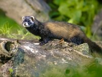 Polecat on trunk in forest at night  Polecat (Mustela putorius). European polecat on trunk in forest background at night under natural nocturnal circumstances. Wildlife scene in nature of Europe. : Drenthe, European polecat, Netherlands, adult, animal, background, beautiful, black, british, brown, burrow, carnivora, carnivore, closeup, cute, dark, darkness, environment, europe, european, face, fauna, ferret, fitch, forest, fur, green, hair, mammal, mouse, mustela, mustelid, natural, nature, night, nocturnal, outdoor, polecat, predator, putorius, single, steppe, striped, tree, trunk, uk, wild, wildlife