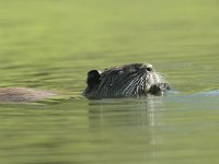 Myocastor coypus 4, Beverrat, Saxifraga-Mark Zekhuis