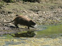 Myocastor coypus 9, Beverrat, Saxifraga-Mark Zekhuis