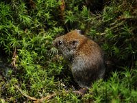 Myodes glareolus 11, Rosse woelmuis, Saxifraga-Luuk Vermeer