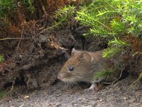 Myodes glareolus 2, adult, Rosse woelmuis, Saxifraga-Theo Verstrael