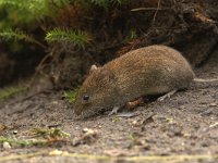 Myodes glareolus 3, adult, Rosse woelmuis, Saxifraga-Theo Verstrael