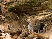 Myodes glareolus 4, Rosse woelmuis, Saxifraga-Jelmer Reyntjes : Myodes, Myodes glareolus, bos, glareolus, knaagdier, rosse woelmuis, woelmuis, zoogdier