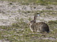 Oryctolagus cuniculus 10, Konijn, Saxifraga-Mark Zekhuis