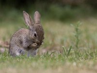 Oryctolagus cuniculus 13, Konijn, Saxifraga-Mark Zekhuis