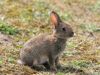 Oryctolagus cuniculus 2, Konijn, Saxifraga-Jaap Schelvis