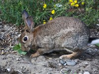 Oryctolagus cuniculus 20, Konijn, Saxifraga-Bart Vastenhouw