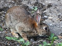 Oryctolagus cuniculus 21, Konijn, Saxifraga-Bart Vastenhouw