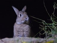 Oryctolagus cuniculus 23, Konijn, Saxifraga-Theo Verstrael