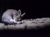 Oryctolagus cuniculus 24, Konijn, Saxifraga-Theo Verstrael