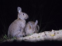 Oryctolagus cuniculus 25, Konijn, Saxifraga-Theo Verstrael