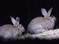 Oryctolagus cuniculus 27, Konijn, Saxifraga-Theo Verstrael