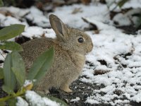 Konijn #11533 : Rabbit, Oryctolagus cuniculus, Konijn, juveniel