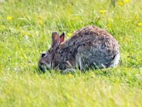 Oryctolagus cuniculus 31, Konijn, Saxifraga-Bart Vastenhouw