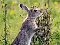 Oryctolagus cuniculus 32, Konijn, Saxifraga-Bart Vastenhouw