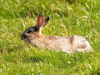 Oryctolagus cuniculus 33, Konijn, Saxifraga-Bart Vastenhouw