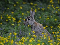 Oryctolagus cuniculus 37, Konijn, Saxifraga-Luuk Vermeer