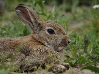 Oryctolagus cuniculus 40, Konijn, Saxifraga-Luuk Vermeer