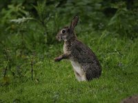 Oryctolagus cuniculus 43, Konijn, Saxifraga-Luuk Vermeer