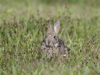 Oryctolagus cuniculus 47, Konijn, Saxifraga-Luuk Vermeer