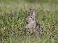 Oryctolagus cuniculus 48, Konijn, Saxifraga-Luuk Vermeer