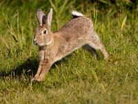 Oryctolagus cuniculus 5, Konijn, Saxifraga-Piet Munsterman