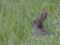 Oryctolagus cuniculus 51, Konijn, Saxifraga-Luuk Vermeer