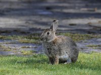 Oryctolagus cuniculus 53, Konijn, Saxifraga-Luuk Vermeer