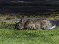 Oryctolagus cuniculus 54, Konijn, Saxifraga-Luuk Vermeer