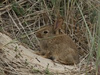 Oryctolagus cuniculus 65, Konijn, Saxifraga-Dirk Hilbers