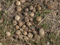 Oryctolagus cuniculus 67, Konijn, Saxifraga-Jan van der Straaten