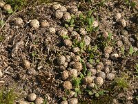 Oryctolagus cuniculus 69, Konijn, Saxifraga-Jan van der Straaten