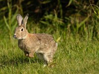 Oryctolagus cuniculus 7, Konijn, Saxifraga-Piet Munsterman