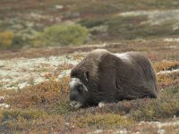 Ovibos moschatus 23, Muskusos, Saxifraga-Willem van Kruijsbergen