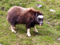 Ovibos moschatus 5, Muskusos, Saxifraga-Bart Vastenhouw