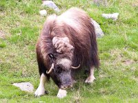 Ovibos moschatus 6, Muskusos, Saxifraga-Bart Vastenhouw