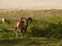 Ovis gmelini 5, Moeflon, Saxifraga-Jan Nijendijk