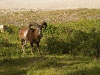 Ovis gmelini 6, Moeflon, Saxifraga-Jan Nijendijk