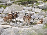 Ovis orientalis 2, Moeflon, Saxifraga - Elisabeth Raboin