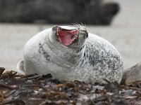 Phoca vitulina 15, Gewone zeehond, Saxifraga-Bart Vastenhouw