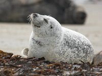 Phoca vitulina 16, Gewone zeehond, Saxifraga-Bart Vastenhouw